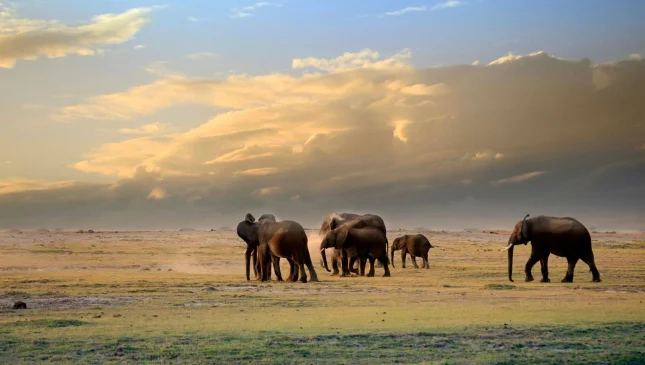 Amboseli-NP-5-scaled