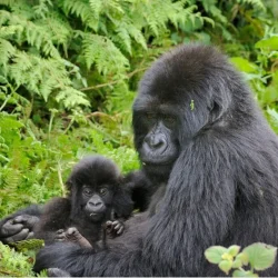 Gorilla-mum-and-baby-2-1024x683-1