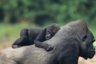 Gorilla-mum-and-baby-3-1900x1000-1-1024x539