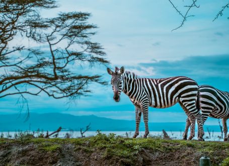 IM_KE_NVS_Lake-Naivasha-Simba-Lodge_zebras-blue-background IM_KE_NVS_Lake-Naivasha-Simba-Lodge_zebras-blue-background