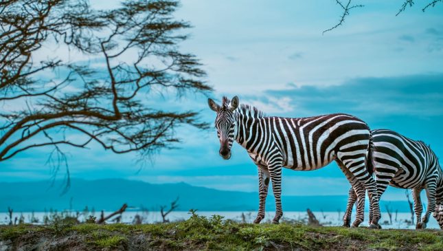 IM_KE_NVS_Lake-Naivasha-Simba-Lodge_zebras-blue-background