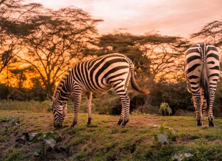 IM_KE_NVS_Lake-Naivasha-Simba-Lodge_zebras-sunset IM_KE_NVS_Lake-Naivasha-Simba-Lodge_zebras-sunset