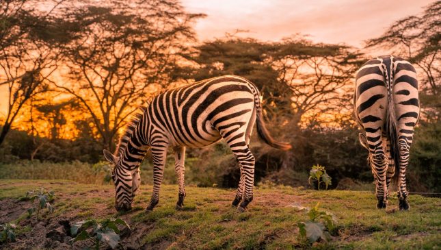 IM_KE_NVS_Lake-Naivasha-Simba-Lodge_zebras-sunset