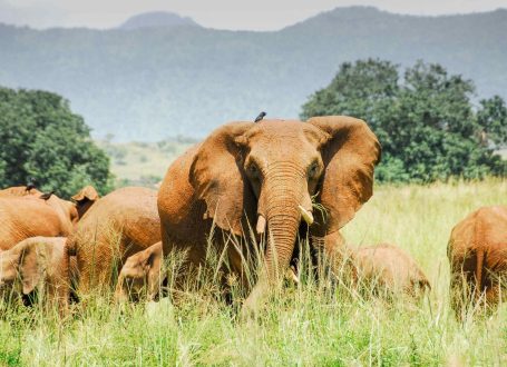 Kidepo-elephant-28429-scaled Kidepo-elephant-28429-scaled
