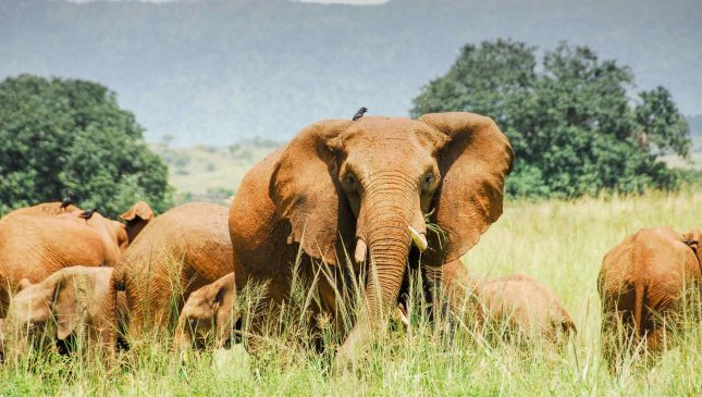 Kidepo-elephant-28429-scaled