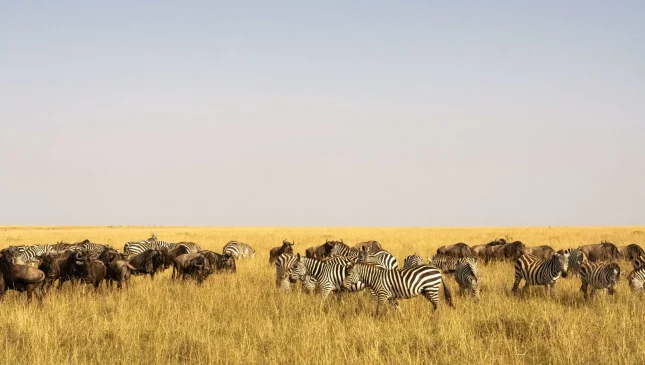 Masai-Mara-NR-1-scaled