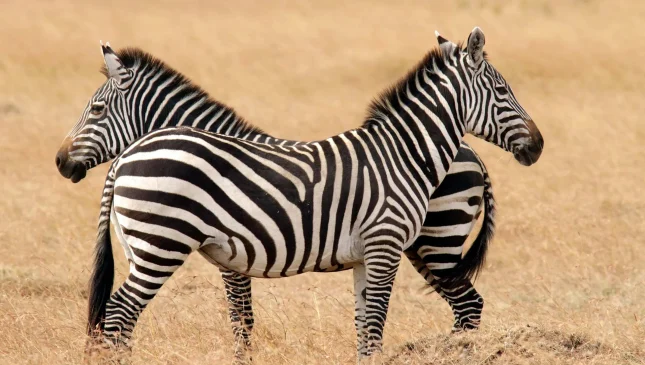 Masai-Mara-Zebra-Plains-zebras-1-scaled