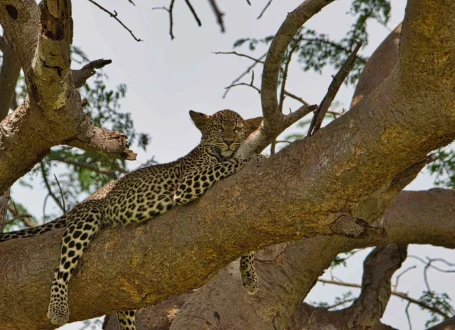 Tsavo-East-1-scaled Tsavo-East-1-scaled