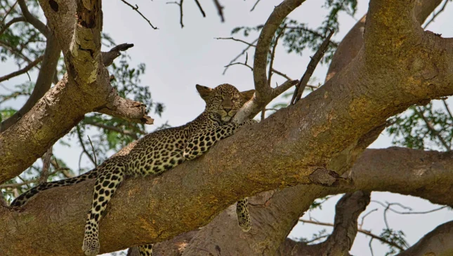 Tsavo-East-1-scaled