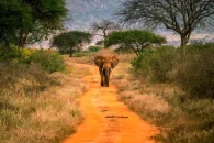 Tsavo_west-National_Park-1024x683