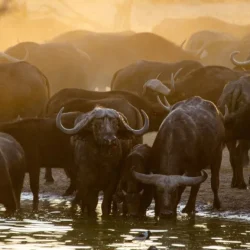 buffaloes-1024x577