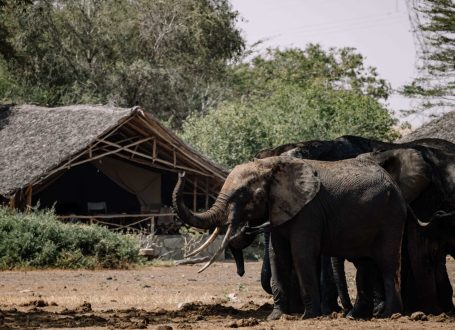 elephant-scaled elephant-scaled