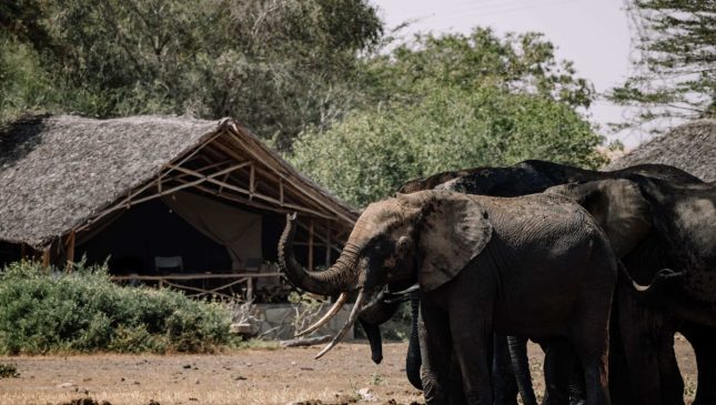 elephant-scaled