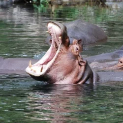 hippos-mzima-springs-1600x1000-1-1024x640