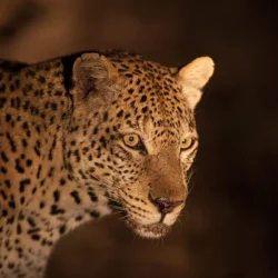 leopard-at-night-1024x685