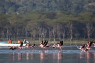 naivasha-5-1024x461